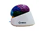 Healthy brain anatomy model